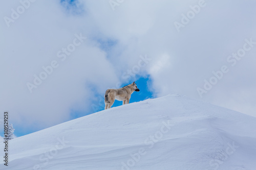 Lonely small grey dog on the top of a snowy hill