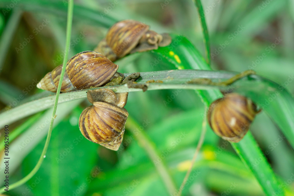 Many snails bite to eat the plants and feces into the ground and as compost for plants Many snails bite to eat the plants and feces into the ground and as compost for plants