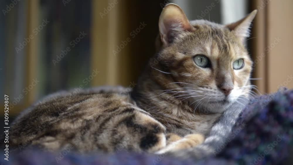 Bengal Cat Relaxing on Sofa Looking Outside at Birds Bengal Cat Relaxing on Sofa Looking Outside at Birds