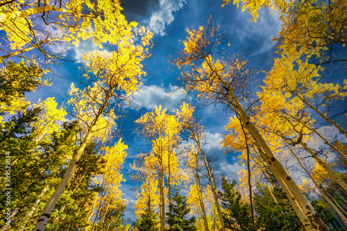 Yellow and Gold Aspen