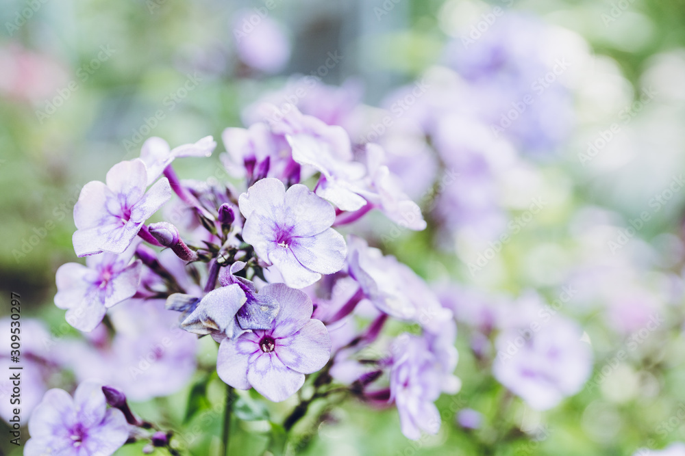 Blooming phlox in the garden. Shallow depth of field. Blooming phlox in the garden. Shallow depth of field.