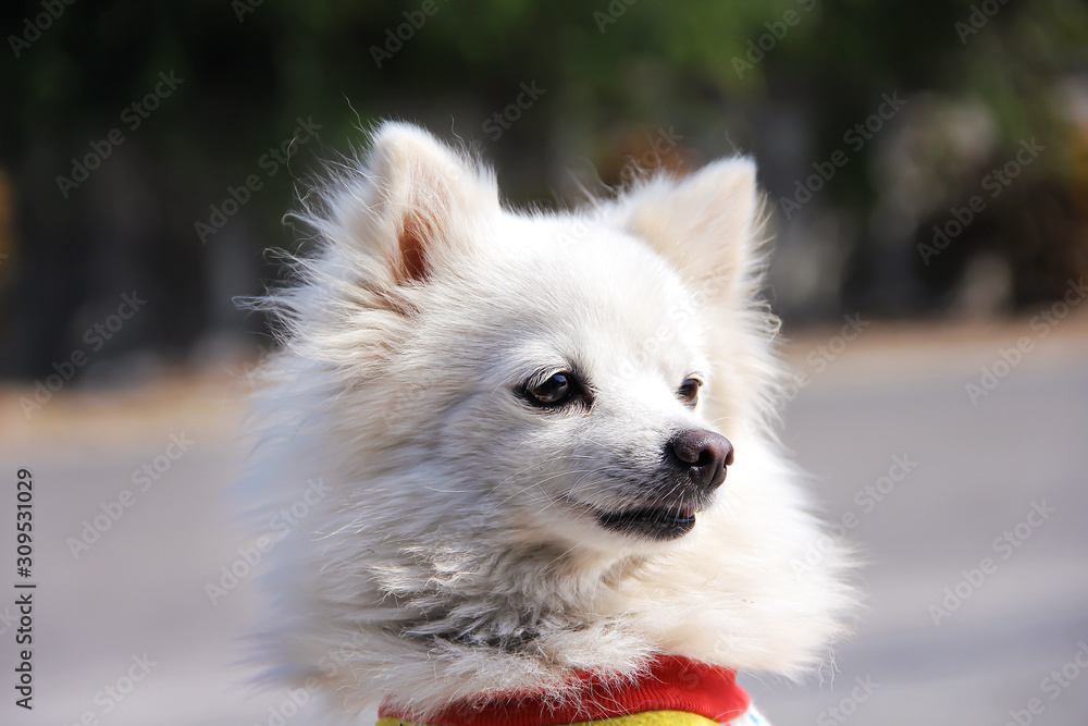 White pomeranian puppy dog with light wind and looking on the side , outdoor nature animal pet summer sunshine background