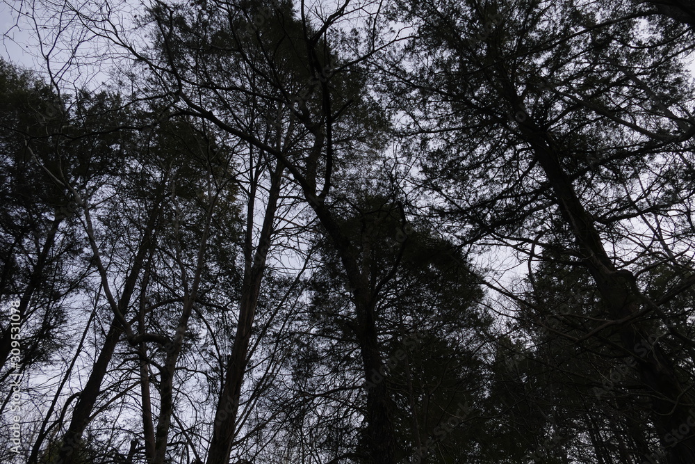 December afternoon in the woods December afternoon in the woods