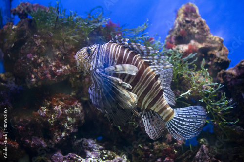 Lionfish  dendrochirus zebra   fish in an aquarium