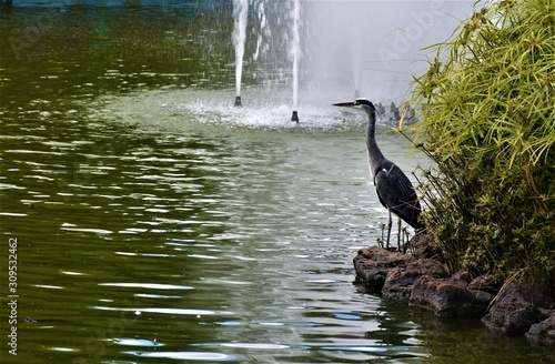 great blue heron in the water