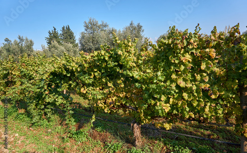Vineyard in the early Autumn after harvesting © Altan
