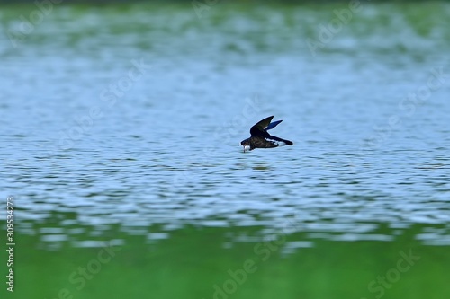 新緑映す水面を高速で飛ぶハリオアマツバメ