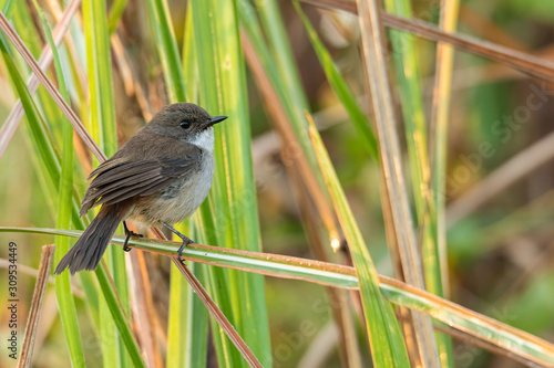 Female Jerdon’s Bushchat perching on grass blade looking into a distance photo