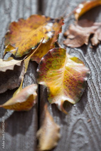 Leaves on bench