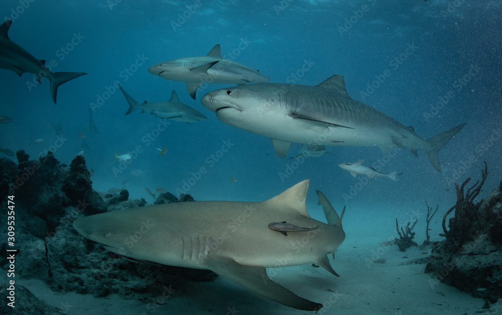 Fototapeta premium Tiger sharks at tiger beach in the Bahamas