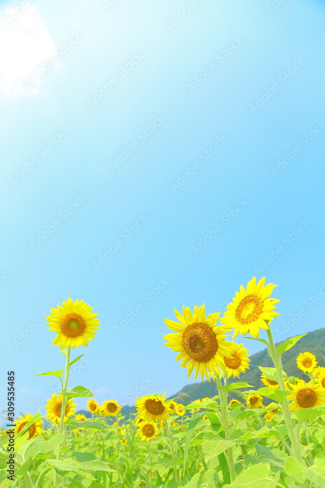 Fototapeta premium Roman chamomile, Yellow, Sky