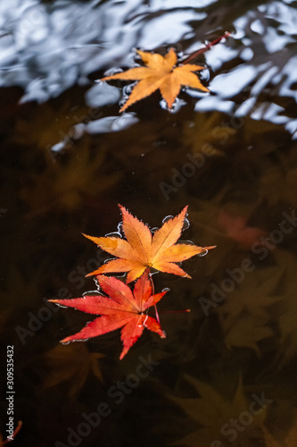 水面の紅葉
