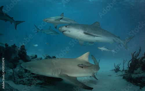 Tiger sharks at tiger beach in the Bahamas © Drew