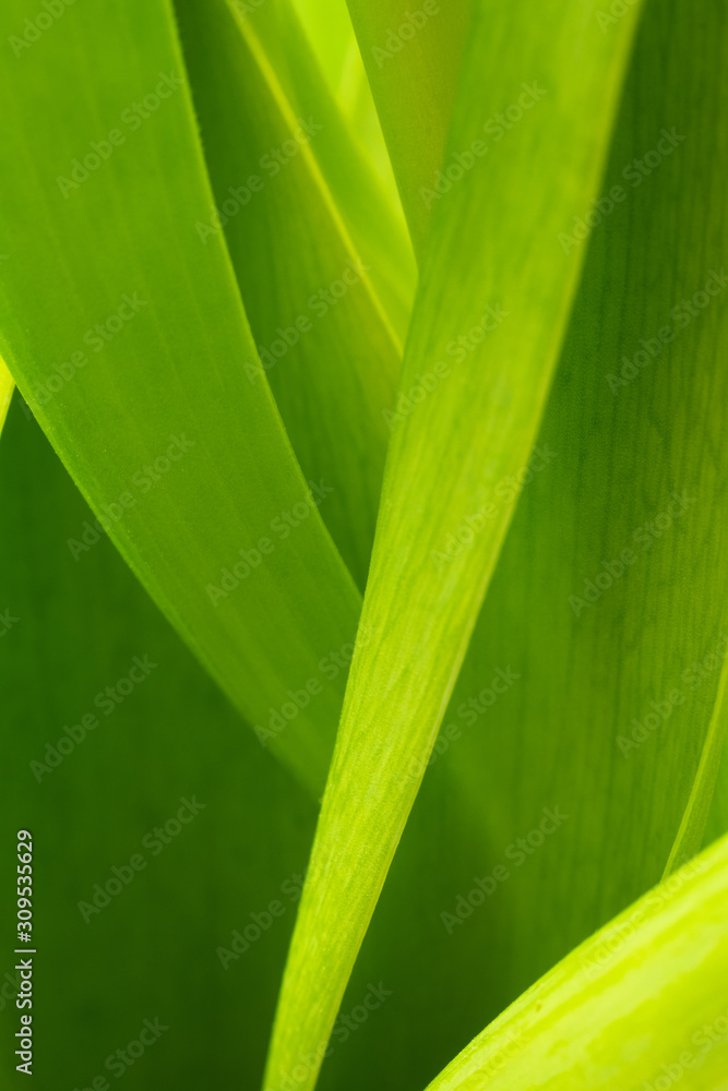 background. defocus. green tulip leaves in the sun background. defocus. green tulip leaves in the sun