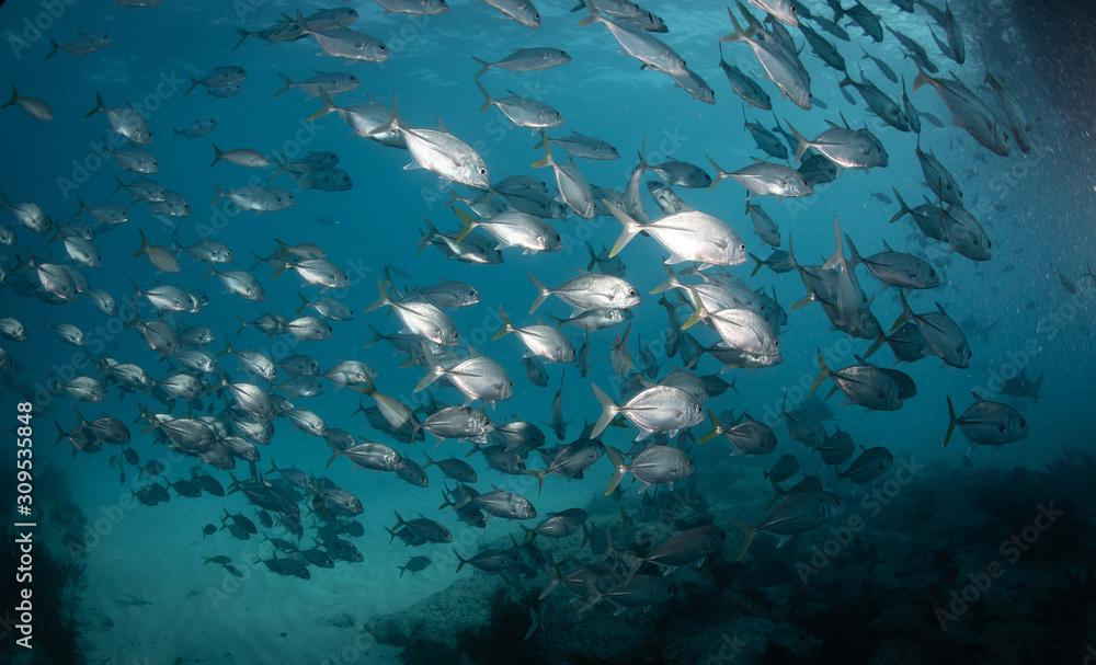 Fototapeta premium School of fish over reef