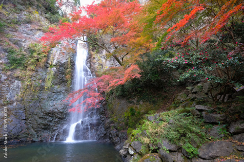 Minoo Waterfall in colorful autumn season with red maple leaf Fall Foliage  Minoo Park  Osaka  Japan .