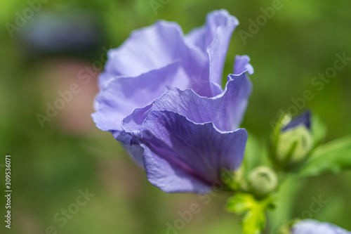 Close-up of a blue hibiscus blossom in full bloom
