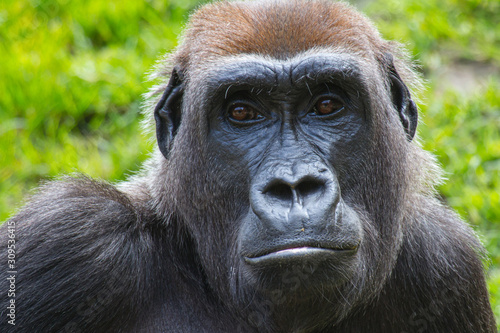 portrail of gorilla with green background