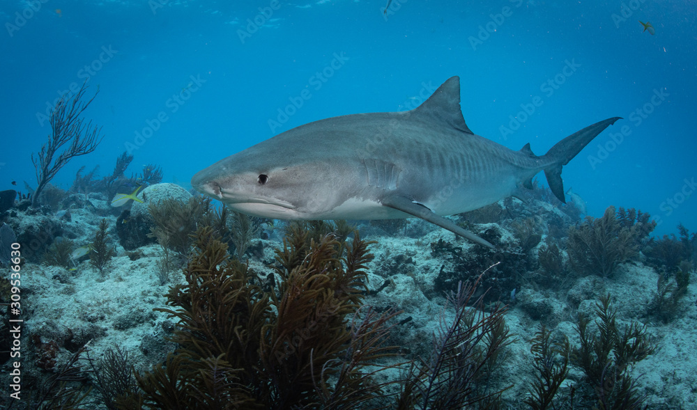 Fototapeta premium Tiger sharks at tiger beach in the Bahamas