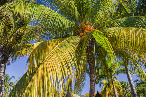 Coconut Palm Trees