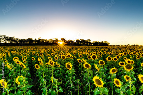 Sounflower Field Sunset