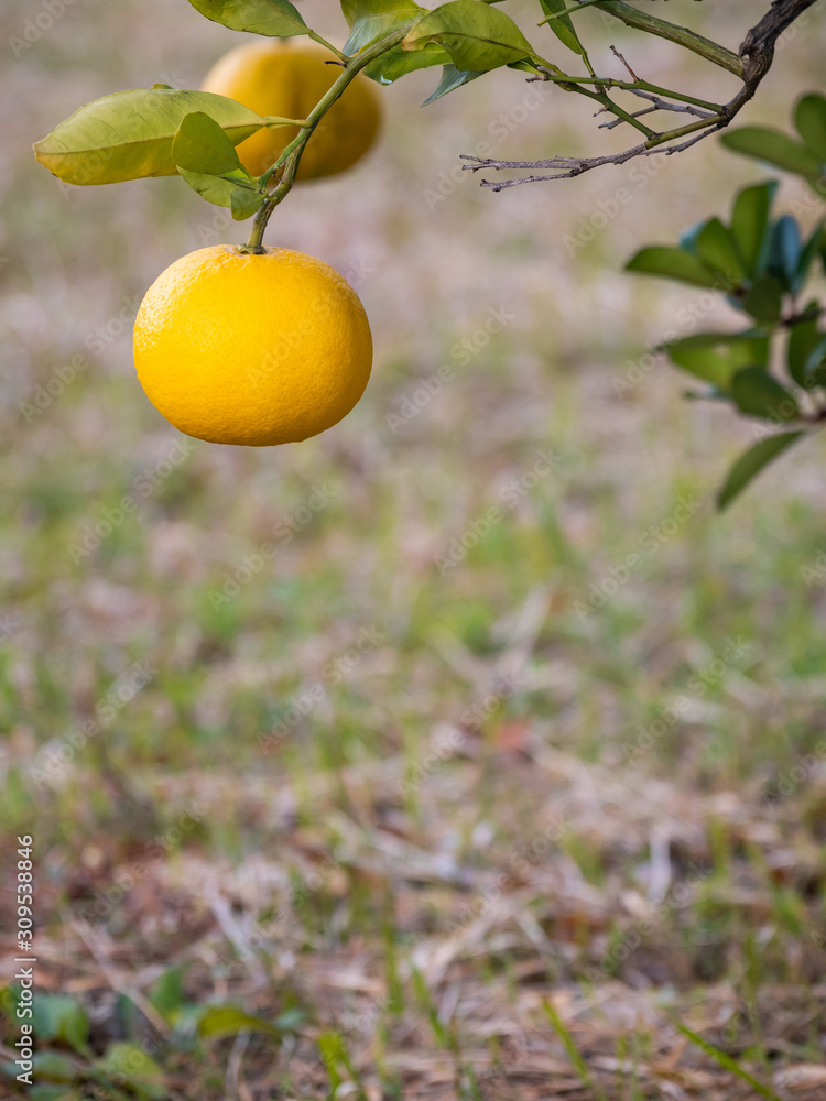 Orange is a fruit that is high in vitamins. And also an economic product Orange is a fruit that is high in vitamins. And also an economic product