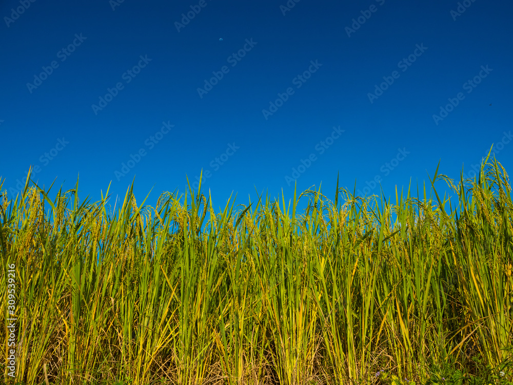 Obraz premium Rice is an economic crop in Asia