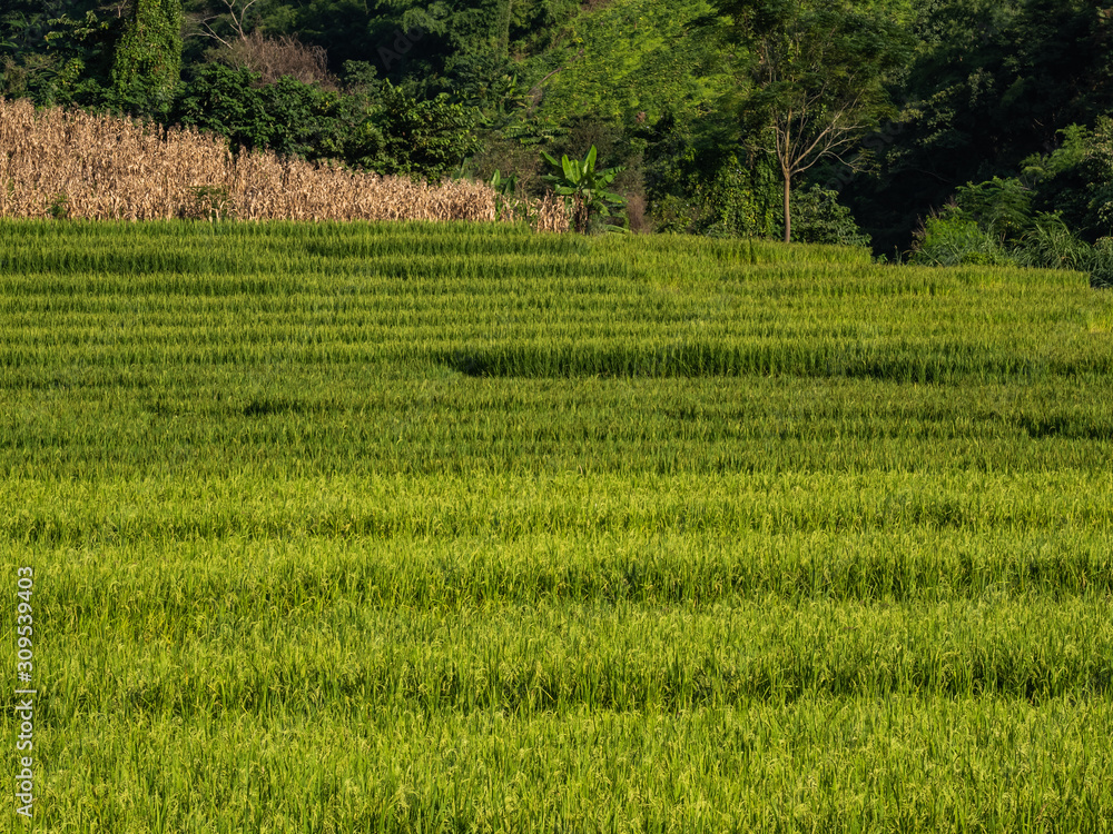 Rice is an economic crop in Asia