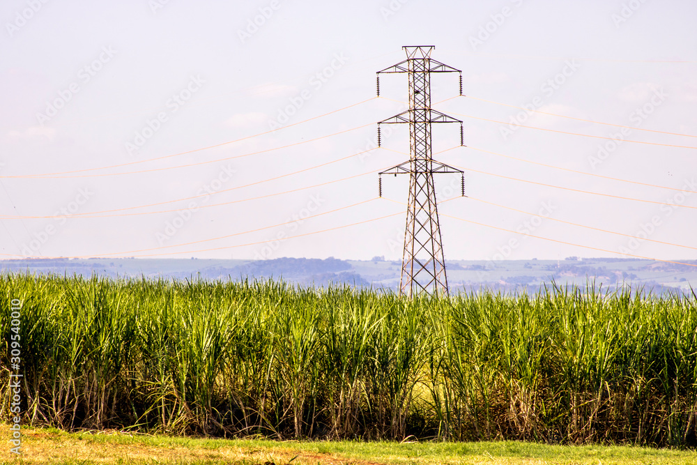 Sugar cane field with power energy tower in Brazil