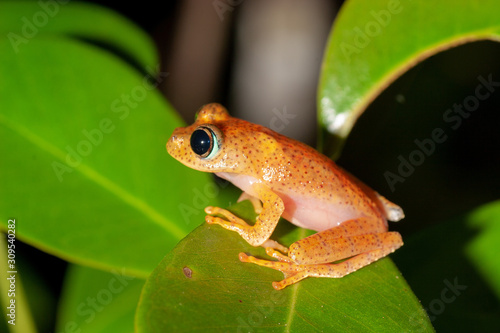 Orange frog from genus Boophis, Andasibe, Madagascar