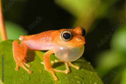Tableau sur toile Mating call of the frog from genus Boophis, Andasibe, Madagascar