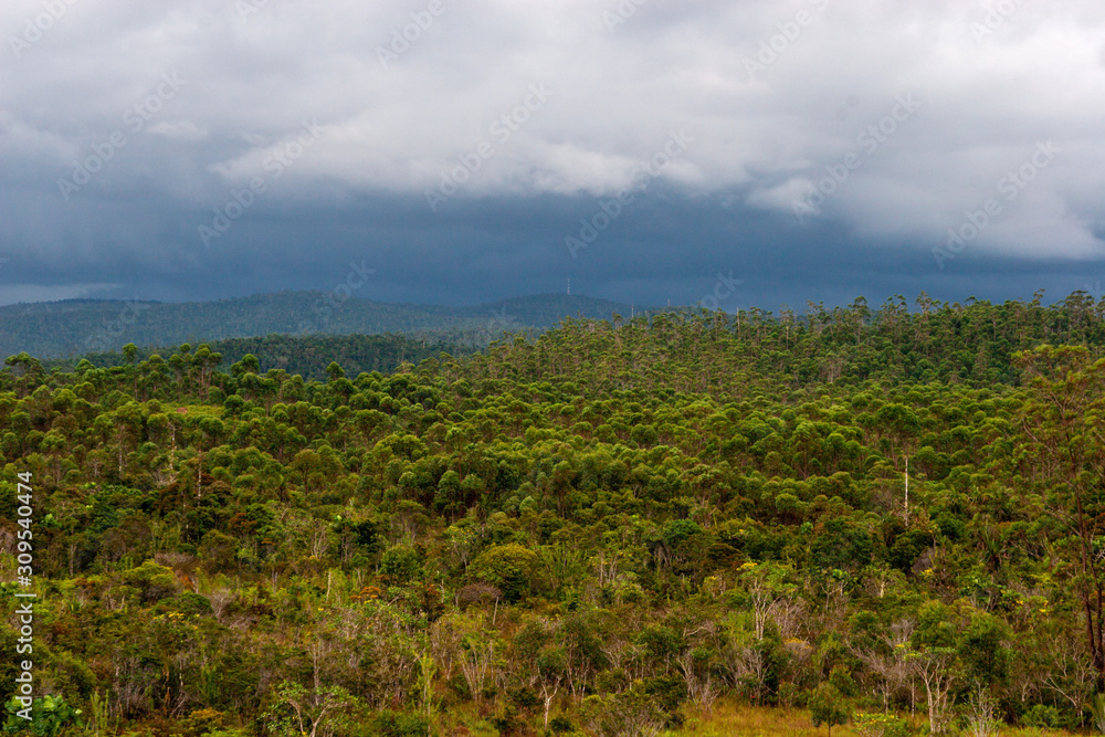 Rainforest in around Andasibe in Madagascar