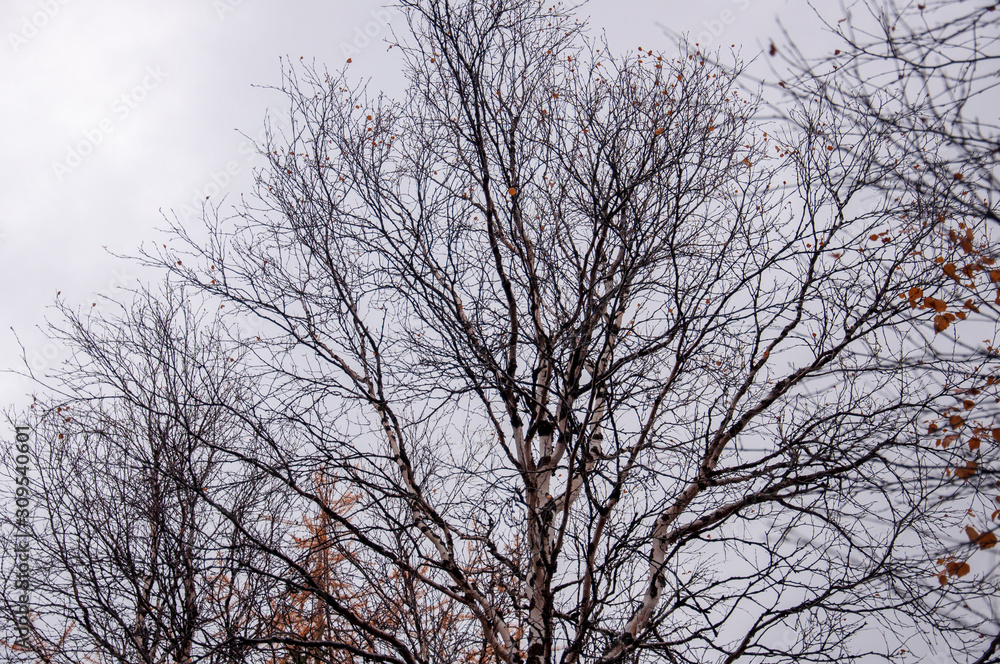 Naked birch tree with rare.... Nature landscape Naked birch tree with rare.... Nature landscape