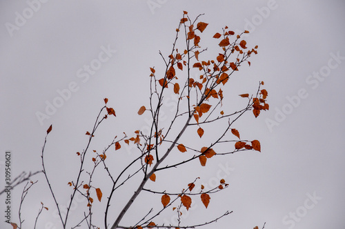  Naked birch tree with rare.... Nature landscape photo