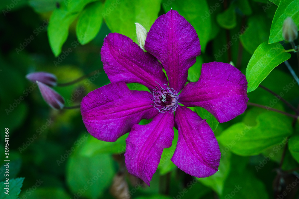 Blooming clematis in the garden. Selective focus. Shallow depth of field.