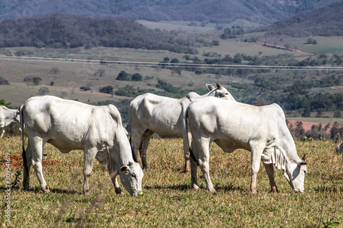 herd of nelore cattle grazing in a meadow