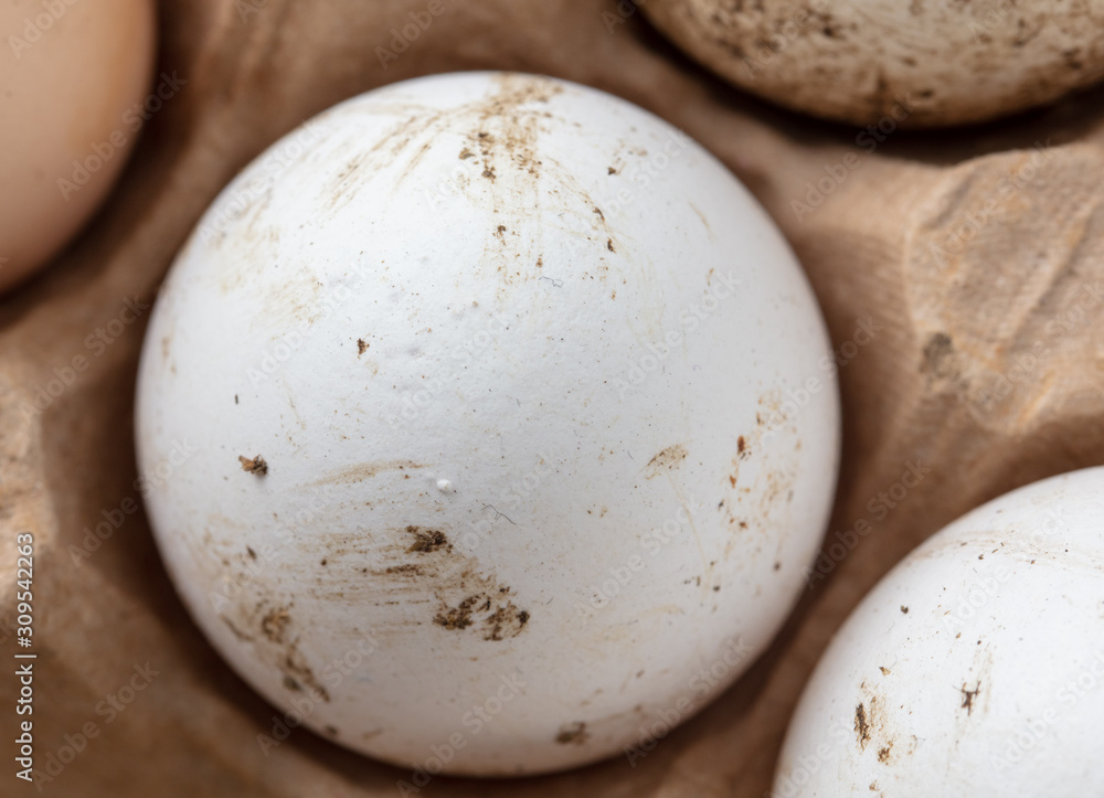 Fresh chicken eggs in industrial mud as a background Fresh chicken eggs in industrial mud as a background