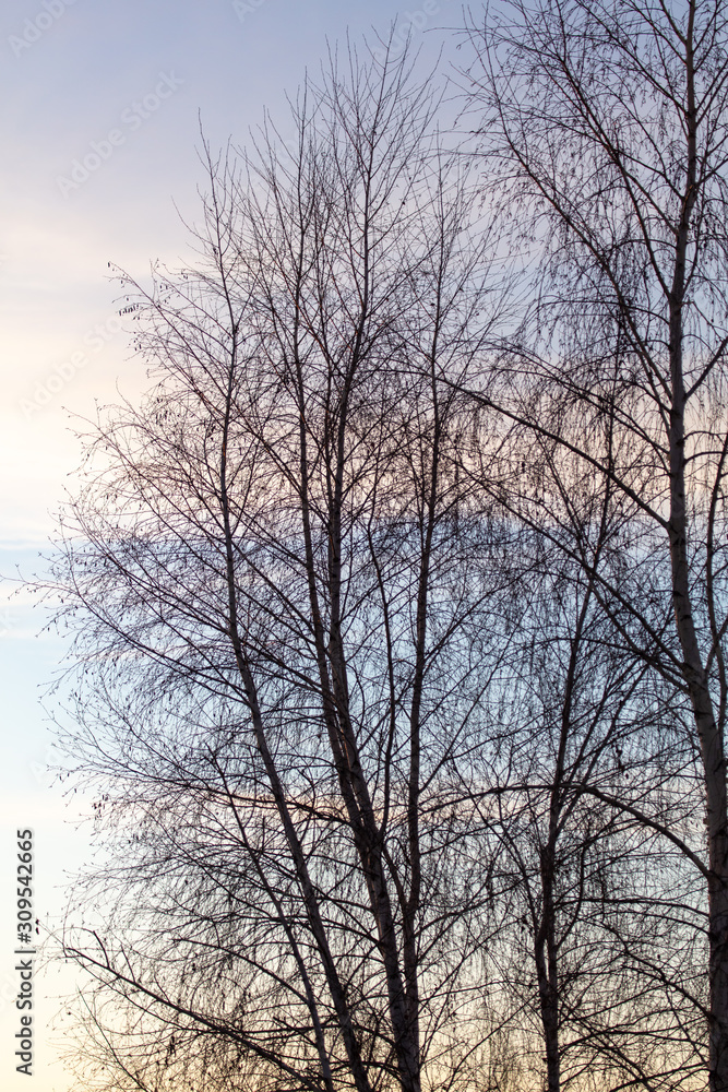 Tree branches on a sunset background Tree branches on a sunset background
