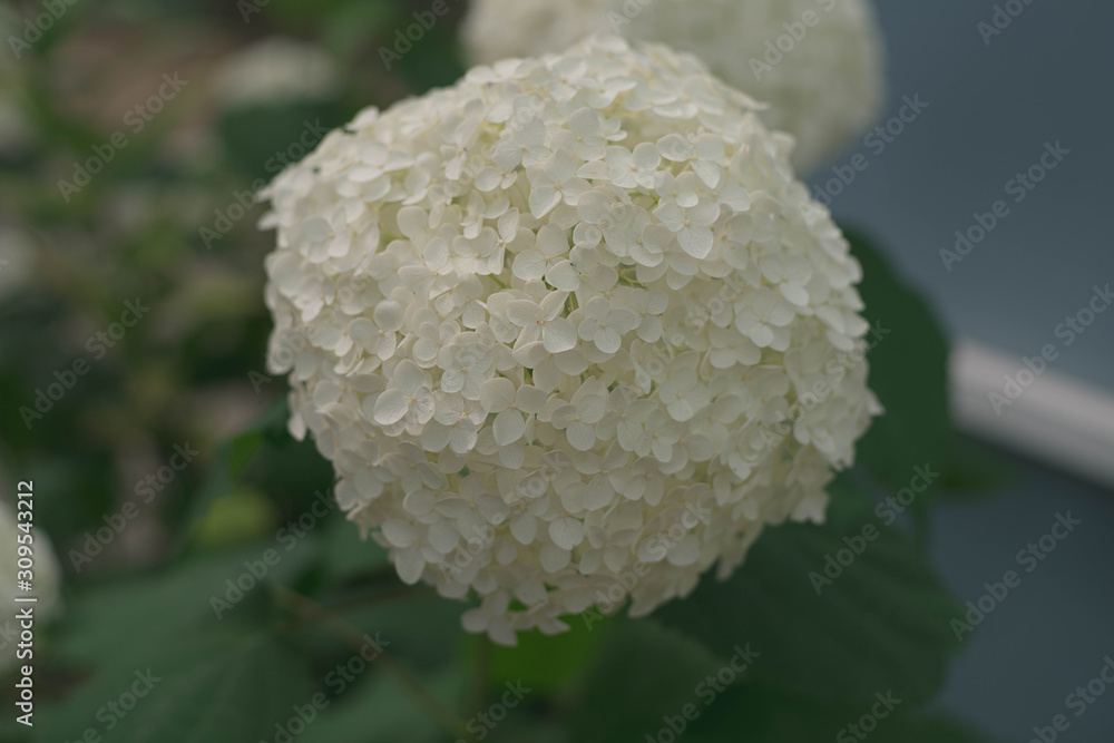 紫陽花 紫陽花