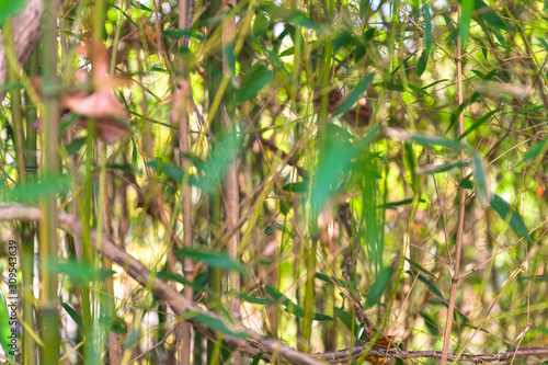 A dense thicket of green leaves twigs branches and bamboo