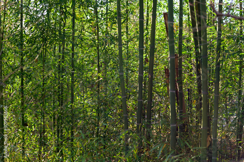 Fototapeta Naklejka Na Ścianę i Meble -  A dense thicket of very tall green bamboo