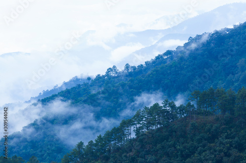 Early morning views over pine forest.