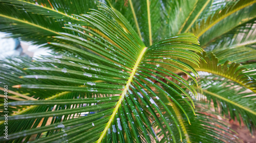 Green leaves of Japanese Sago palm tree  Cycas revoluta  the foliage cycad palm plant.Species of gymnosperm in the family Cycadaceae.native to southern Japan.S