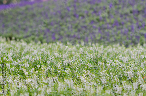 Close up shot of many white Delphinium flower blossom