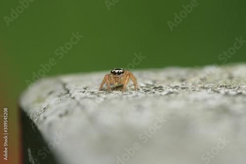 Close up shot of a Menemerus spider Siting photo