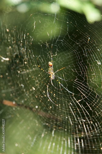 Orchard Orbweaver Spider on the web