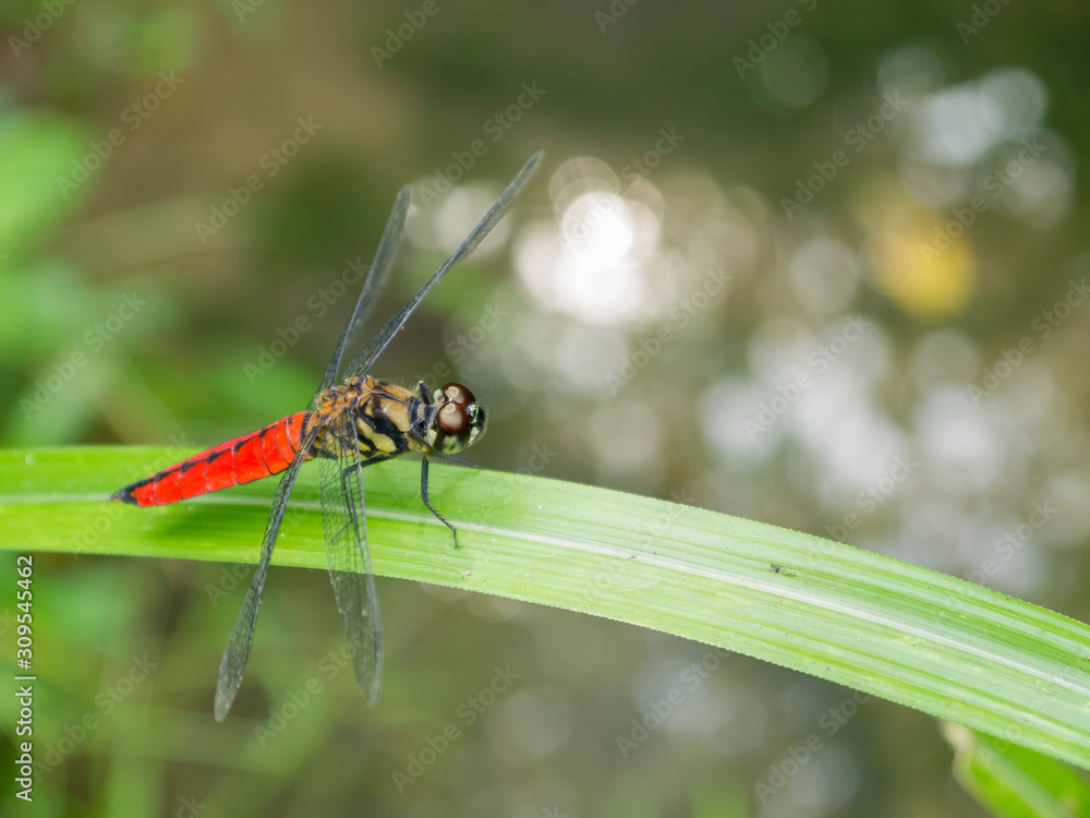 Close up shot of a beautiful dragonfly stop on a leaf Close up shot of a beautiful dragonfly stop on a leaf
