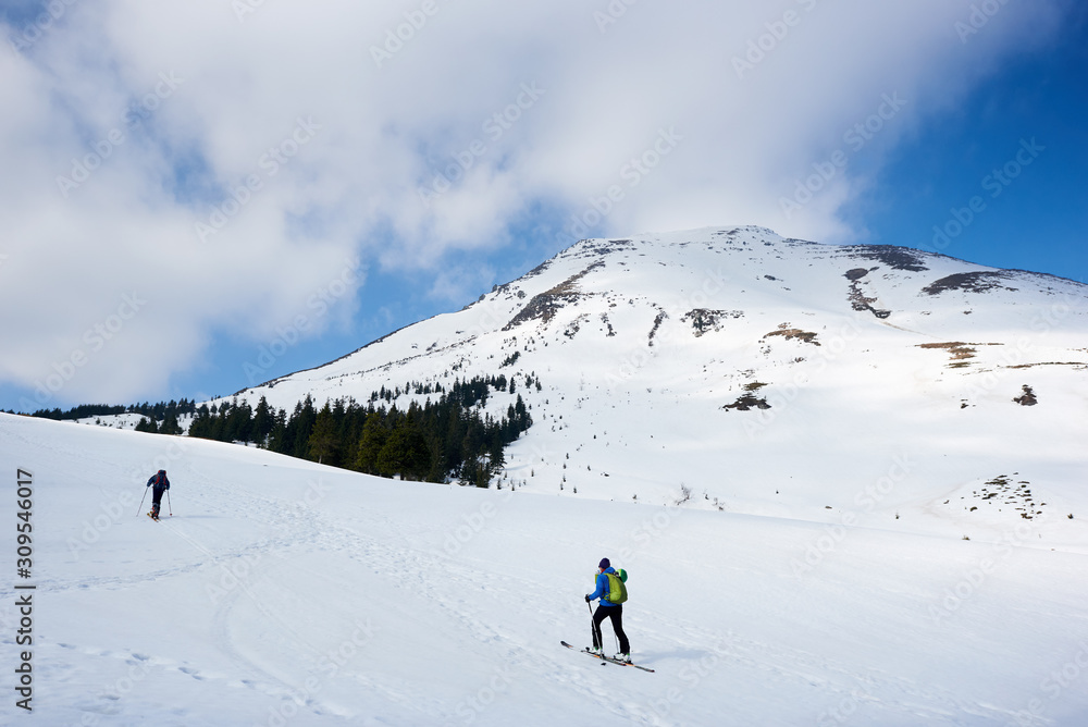 Two hikers, skiers with backpacks trekking on skis up snowy hill on copy space background of bright blue sky and beautiful woody mountain on frosty sunny day. Winter active vacations concept.