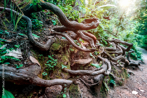 Knotted roots protruding from the rock and dirt along a trail in Muir Woods National Monument, San Francisco, California USA. 