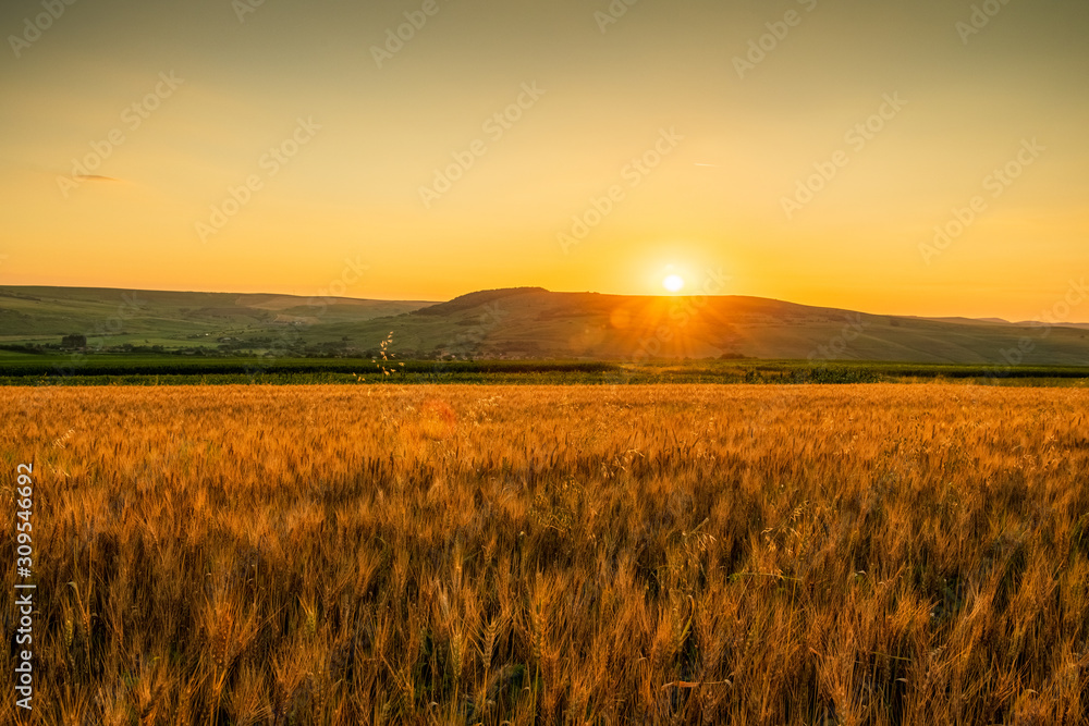 Obraz premium Sunrise Wheat Field Landscape